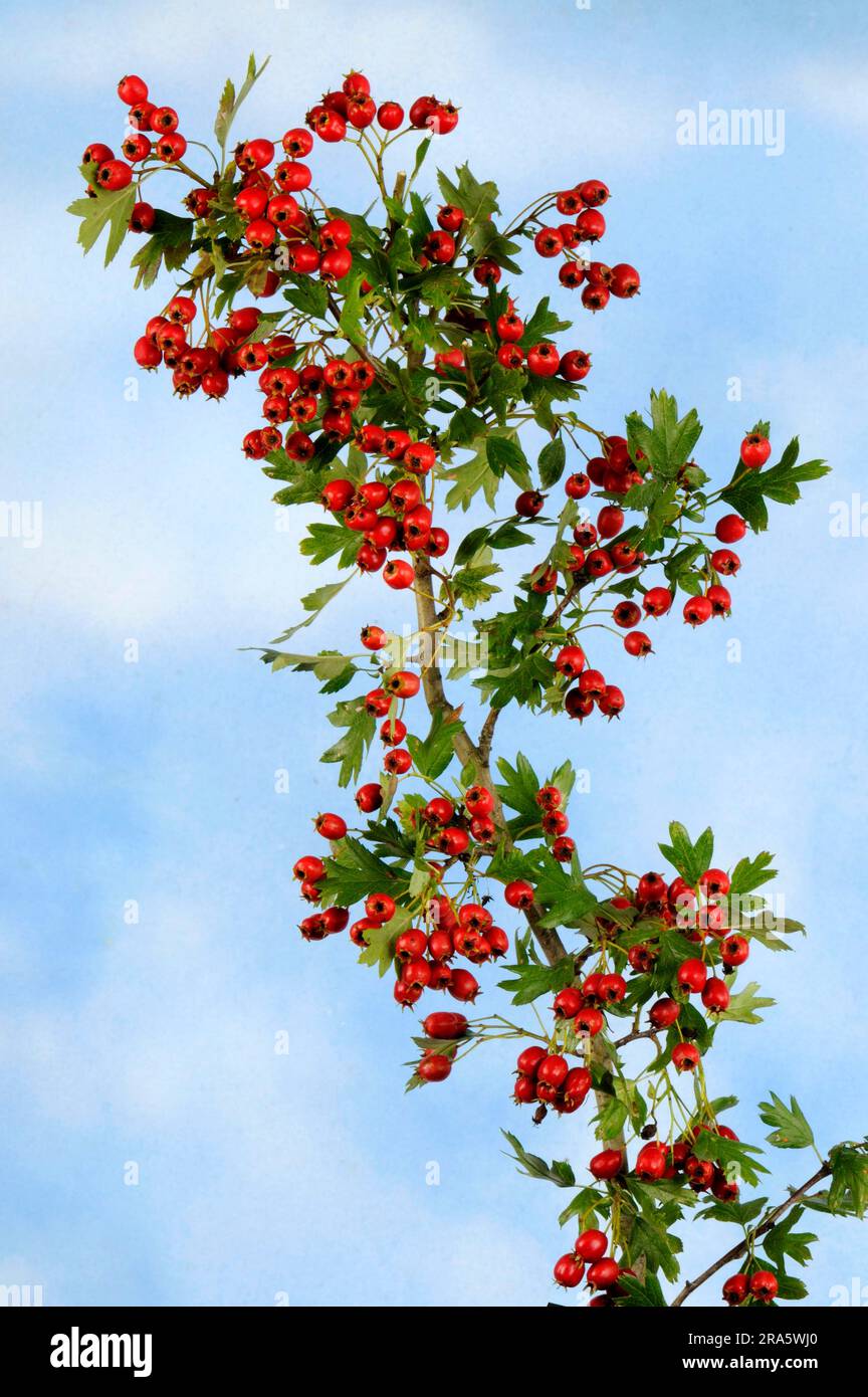 Hawthorn (Crataegus monogyna), berries, Common hawthorn berries Stock