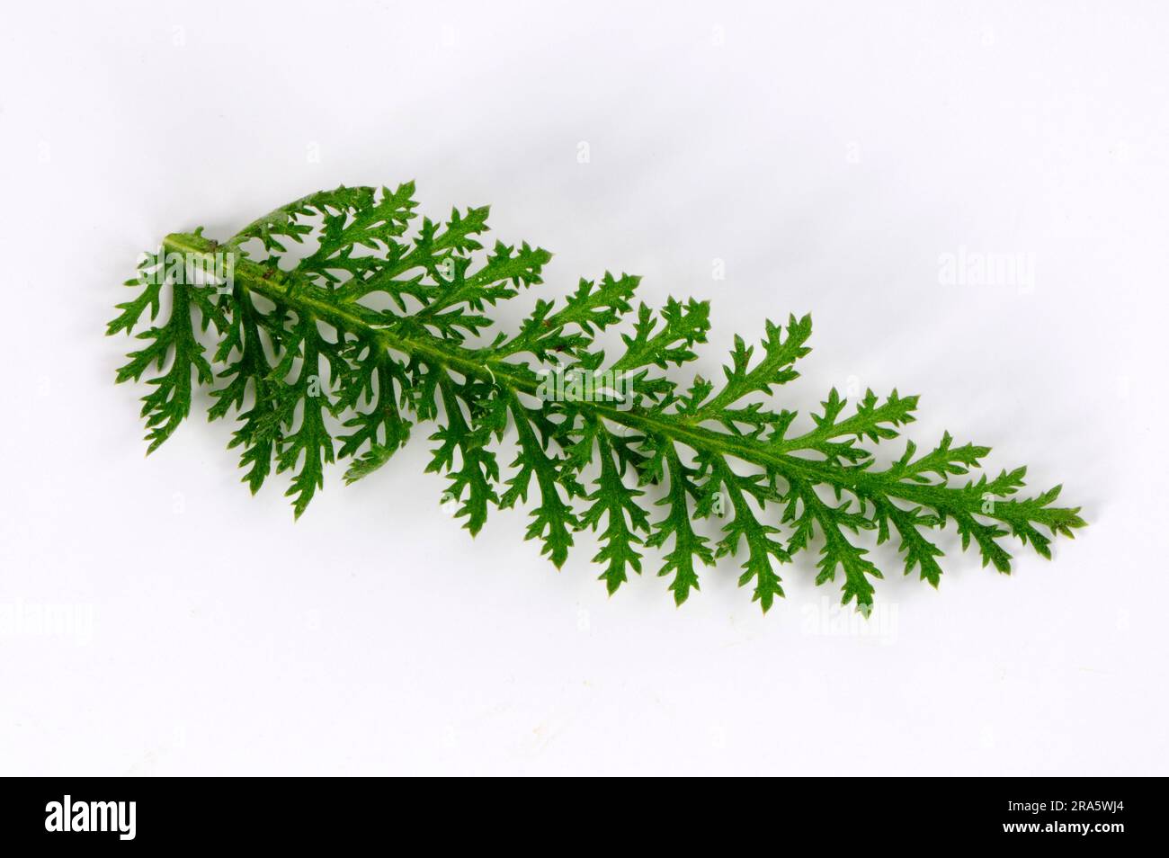 Yarrow (Achillea millefolium) Stock Photo