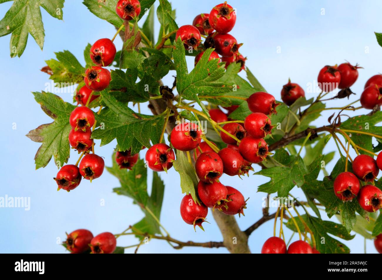 Hawthorn (Crataegus monogyna), berries, Common hawthorn berries Stock