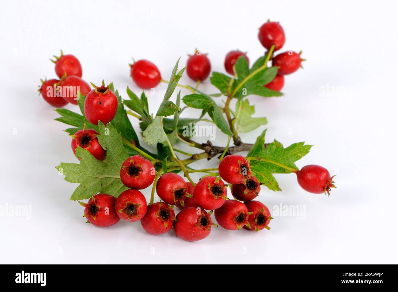 Hawthorn (Crataegus monogyna), berries, Common hawthorn berries Stock