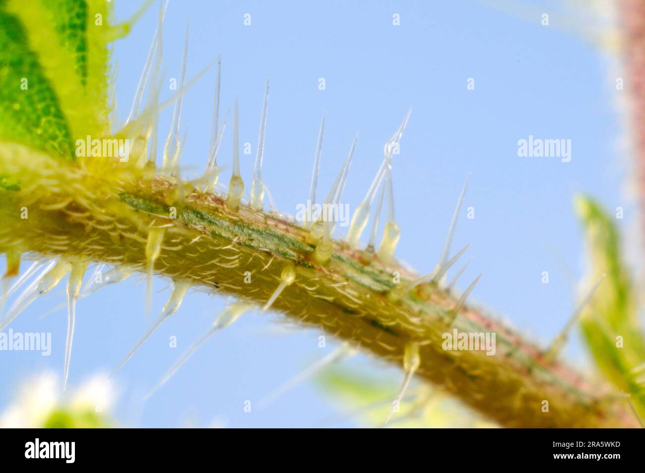 Stinging nettle (Urtica dioica), stinging hairs, nettles Stock Photo