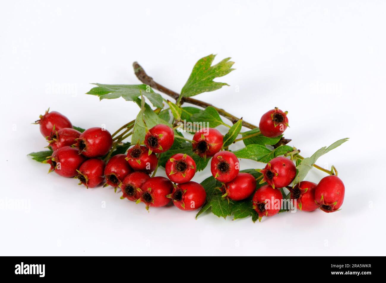 Hawthorn (Crataegus monogyna), berries, Common hawthorn berries Stock