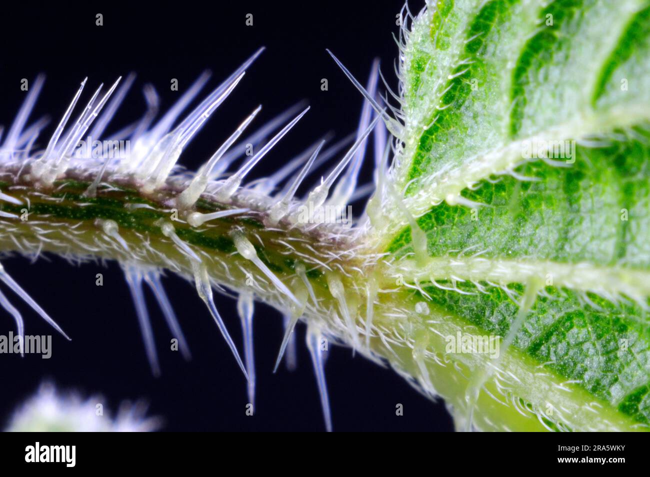 Stinging nettle (Urtica dioica), stinging hairs, nettles Stock Photo