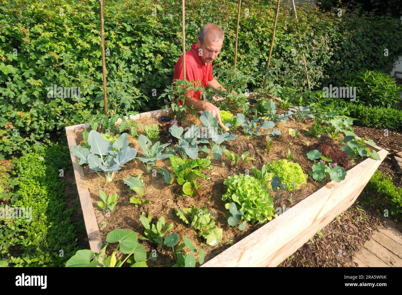 Man rakes raised bed, mulched with grass clippings, young plants
