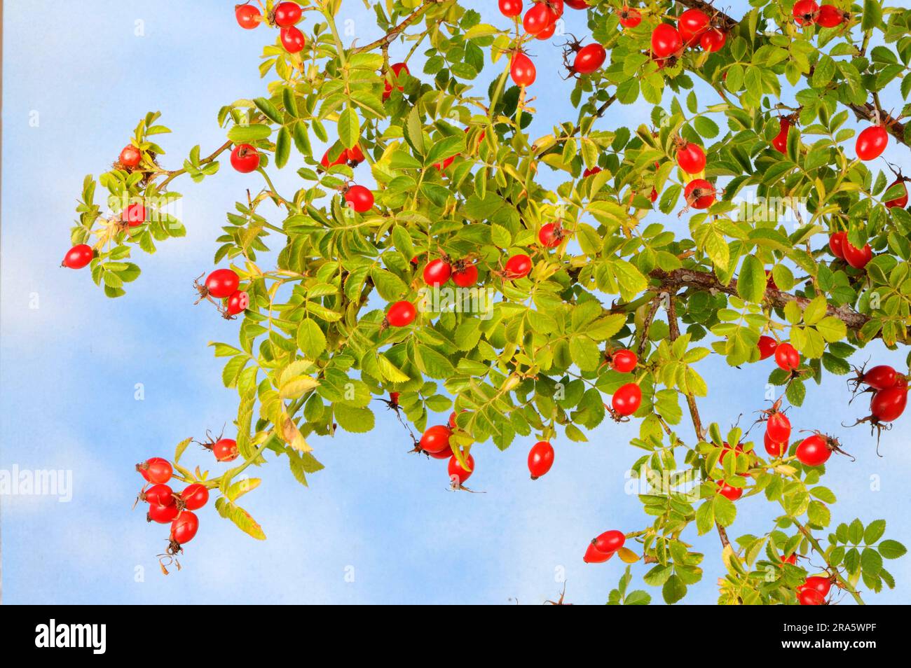 Rose hip bush hi-res stock photography and images - Alamy