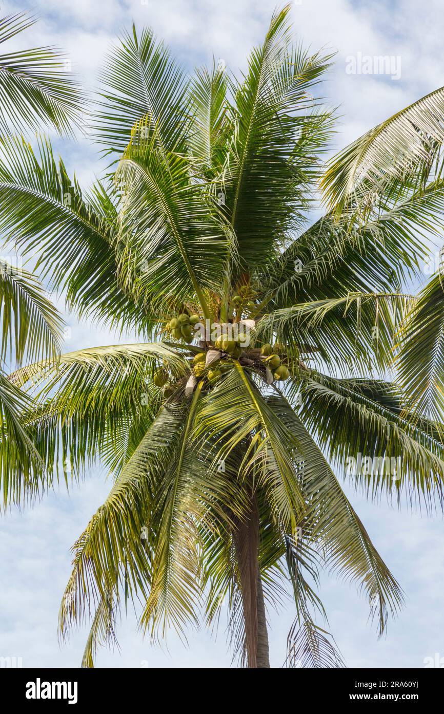 Coconuts on coconut tree. Cocos nucifera. Photographed in Republic of ...