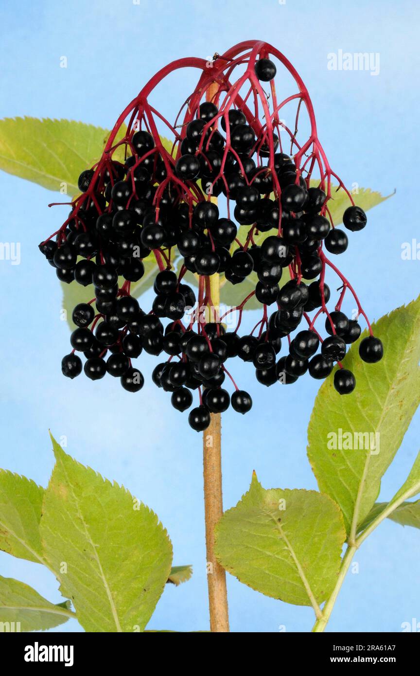 Elder (Sambucus nigra) berry Stock Photo