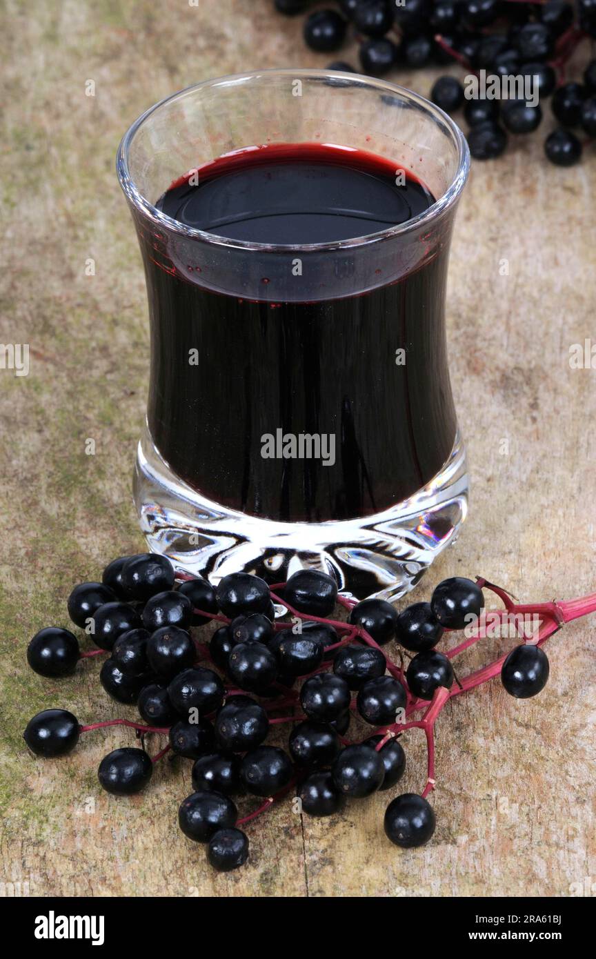 Elder (Sambucus nigra), elderberries, elderberry juice, elderberry