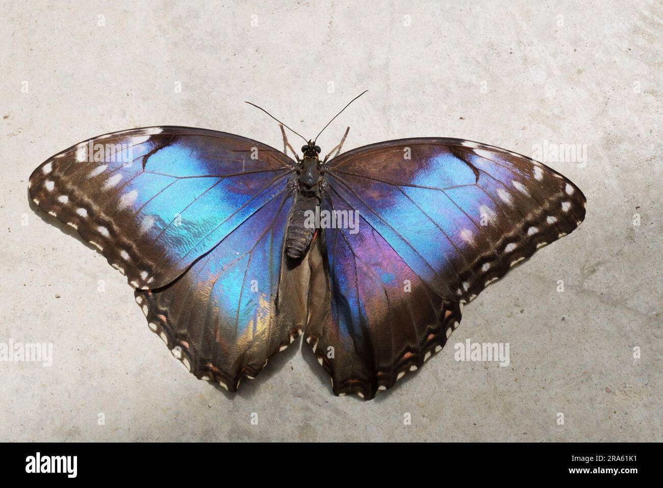 specimens of Peleides blue morpho butterfly, open wings, upperside, Morpho peleides, Nymphalidae Stock Photo