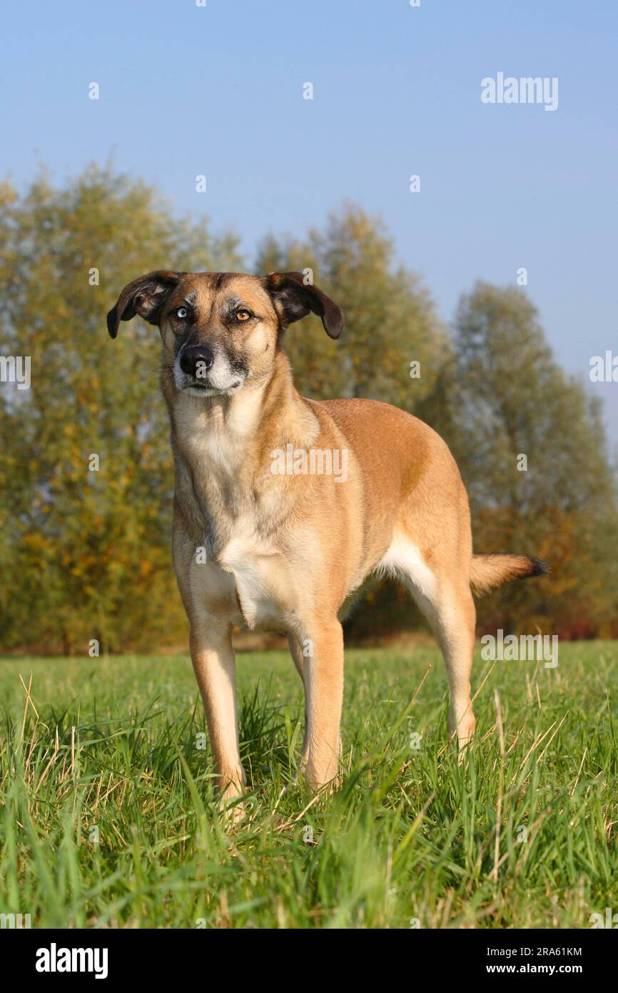 Mixed breed dog, odd-eyed Stock Photo
