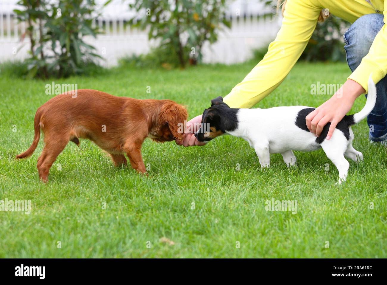 Jack russell cheap cavalier puppies