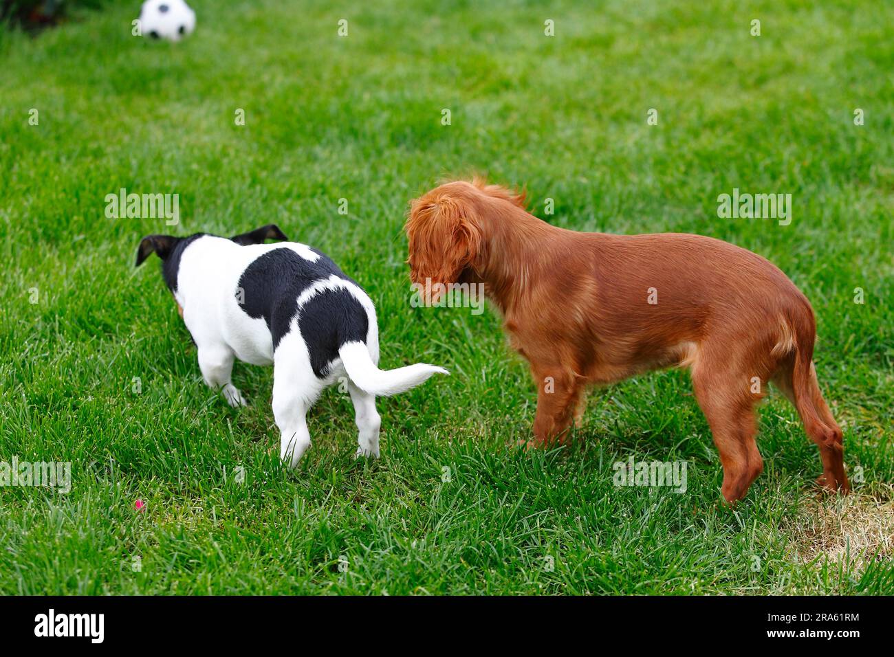 Jack russell cavalier best sale puppies