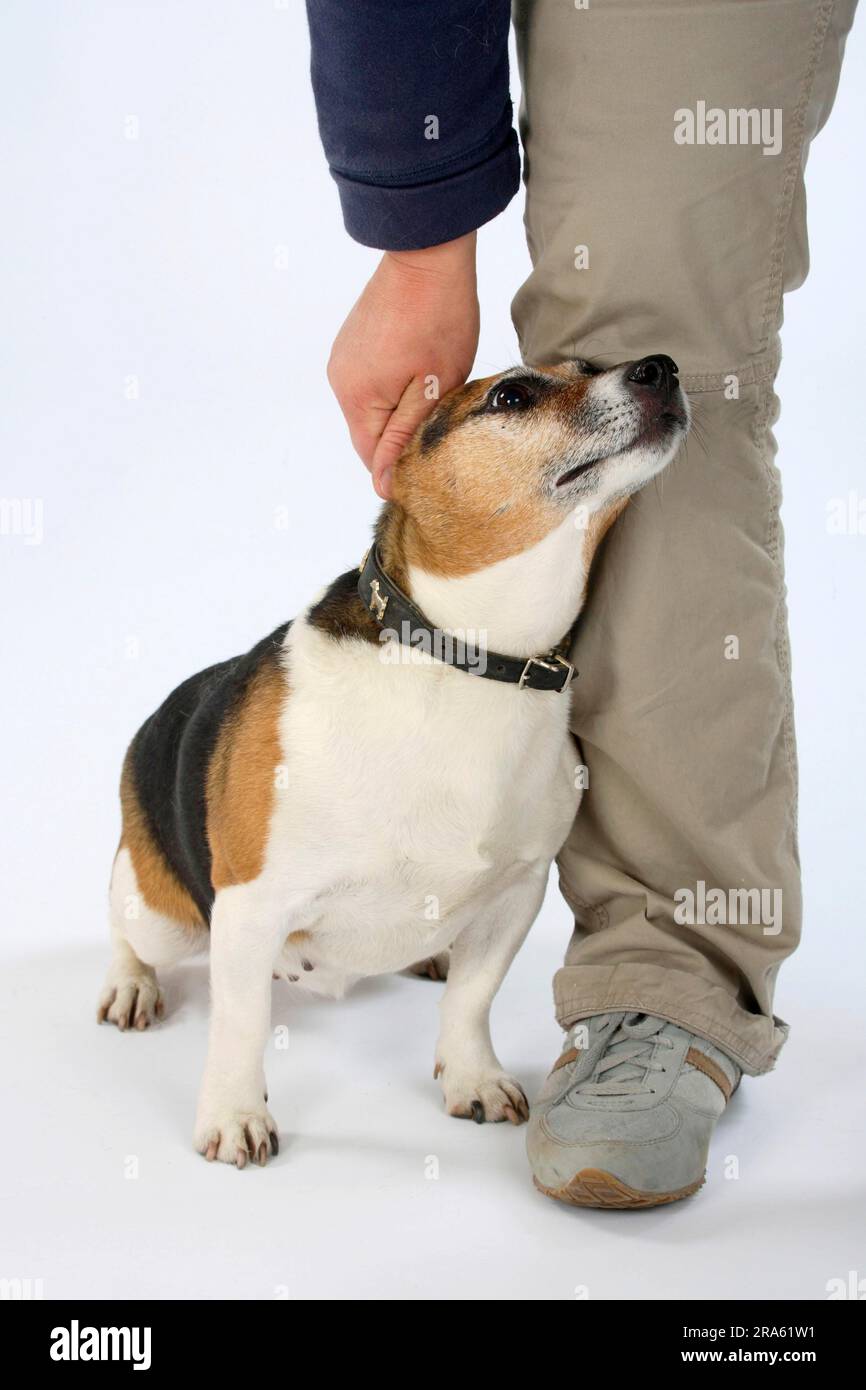 Jack Russell Terrier, female, 8 years old, leaning on a human leg Stock Photo