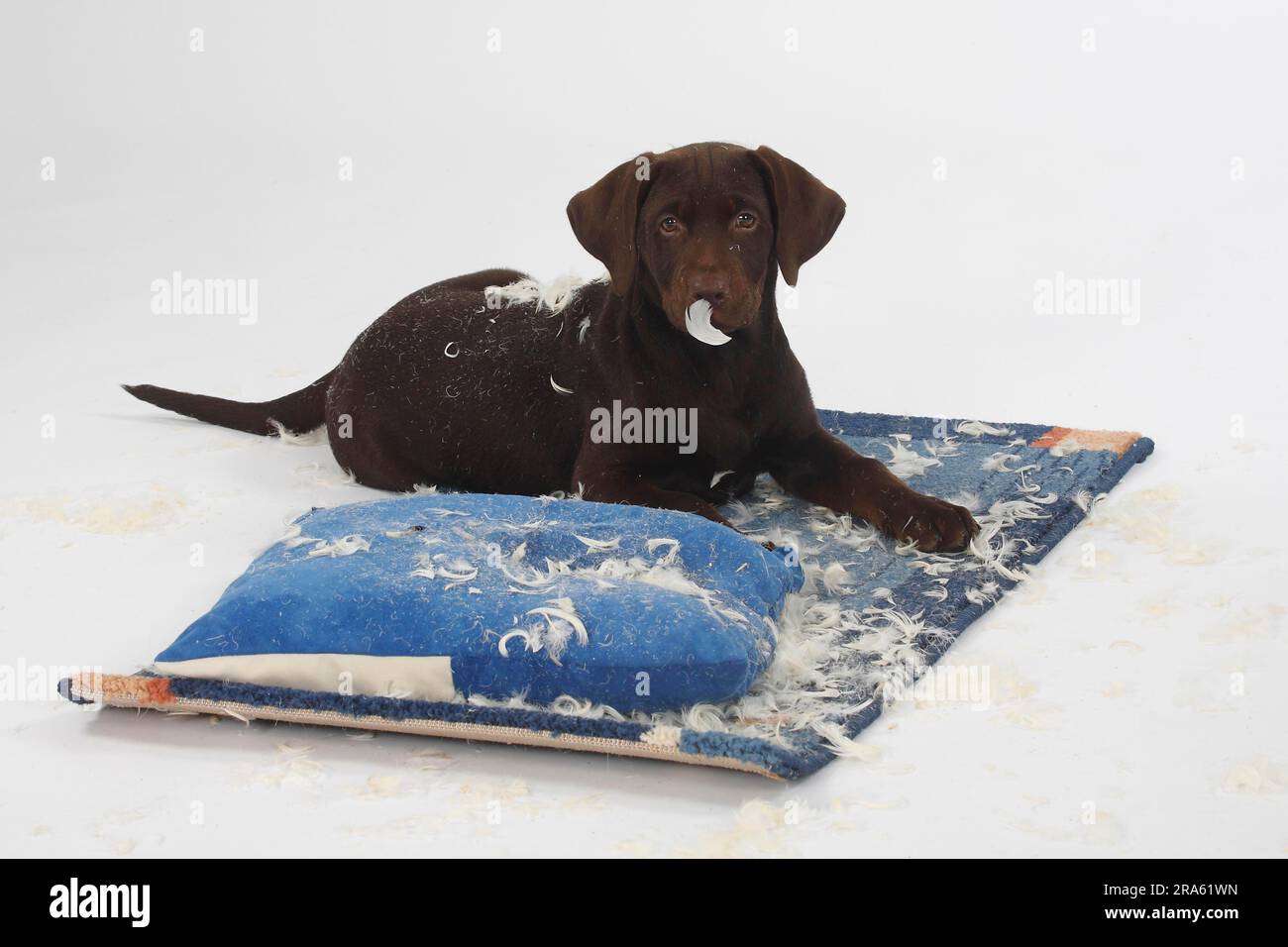 Snoawboard Labrador Cushion main image 1