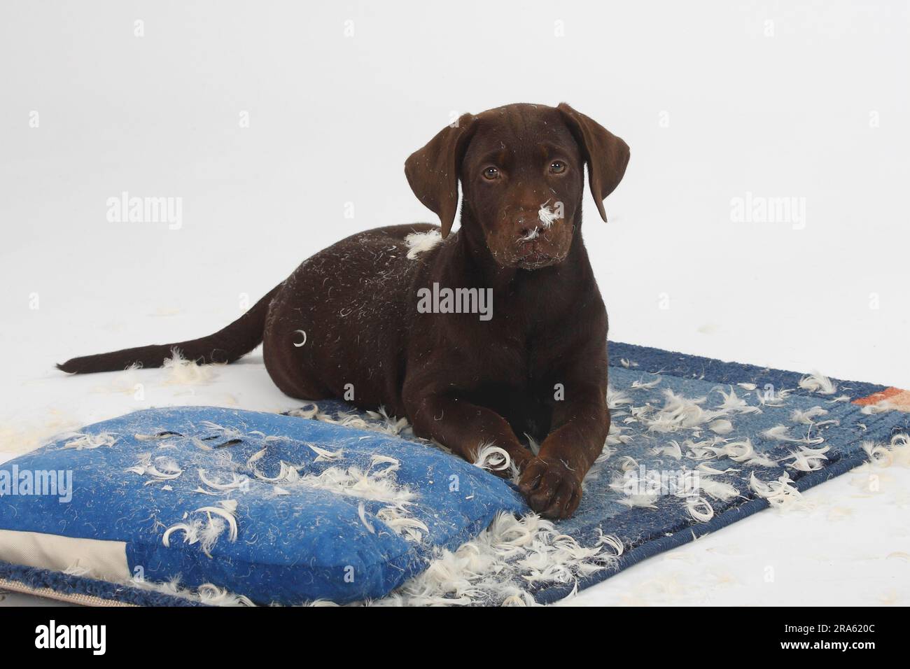 Snoawboard Labrador Cushion main image 0