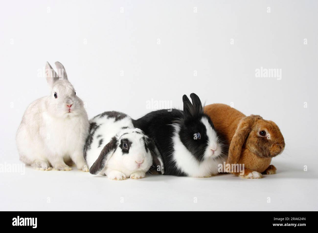 Blue-white and apricot, dwarf rabbits, colour dwarf, satin, and lion's ...