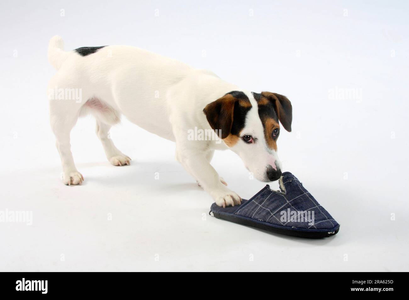 Jack Russell Terrier Slips with Destructiveness Stock Photo