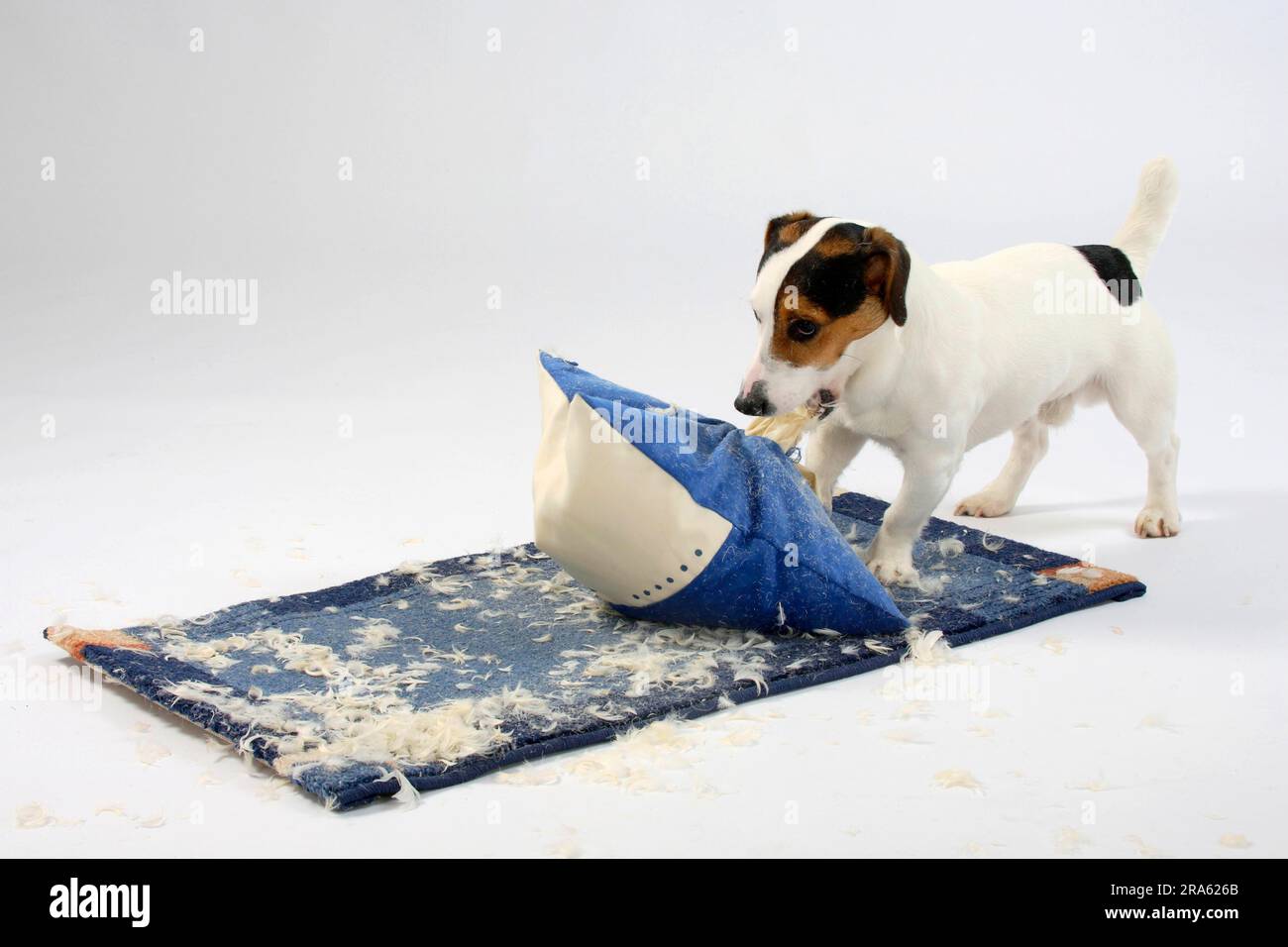 Jack Russell Terrier Destroys Pillow, Naughty Stock Photo Alamy