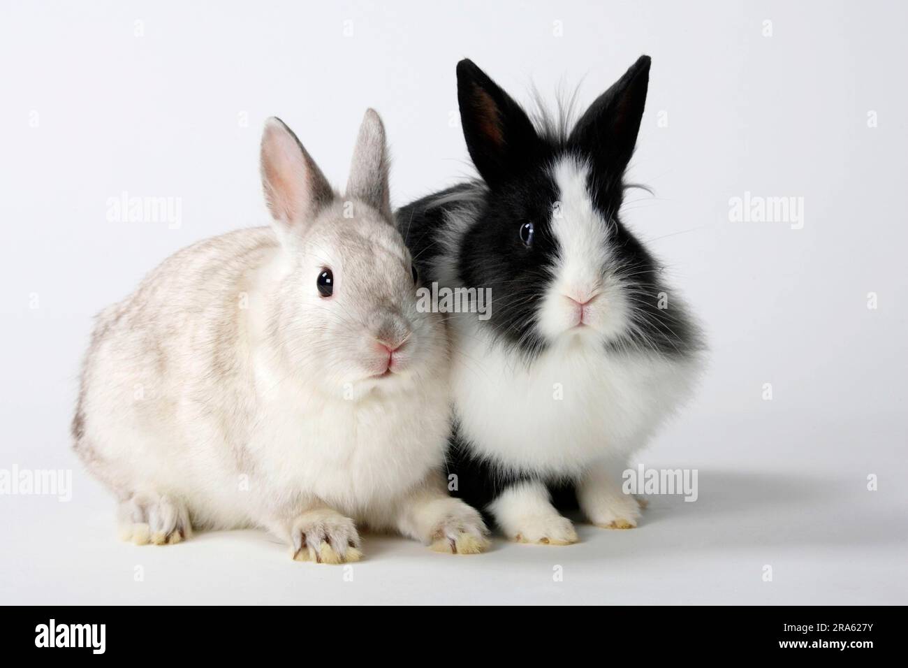 Lion maned dwarf rabbits and dwarf rabbits, satin colour dwarf, lion