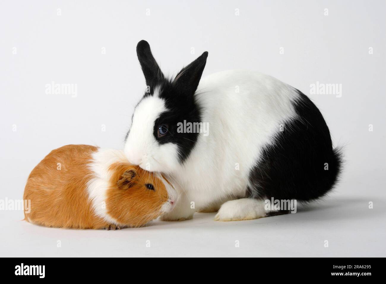 Lion's mane dwarf rabbits, black and white, and guinea pigs, red and