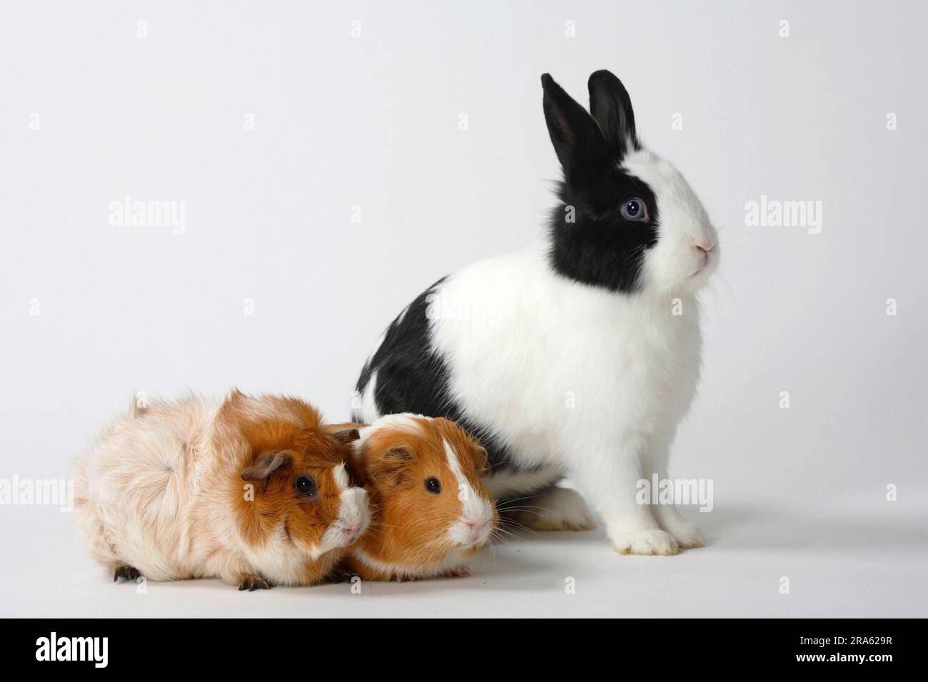 Lion's mane dwarf rabbits, black and white, and guinea pigs, lion's