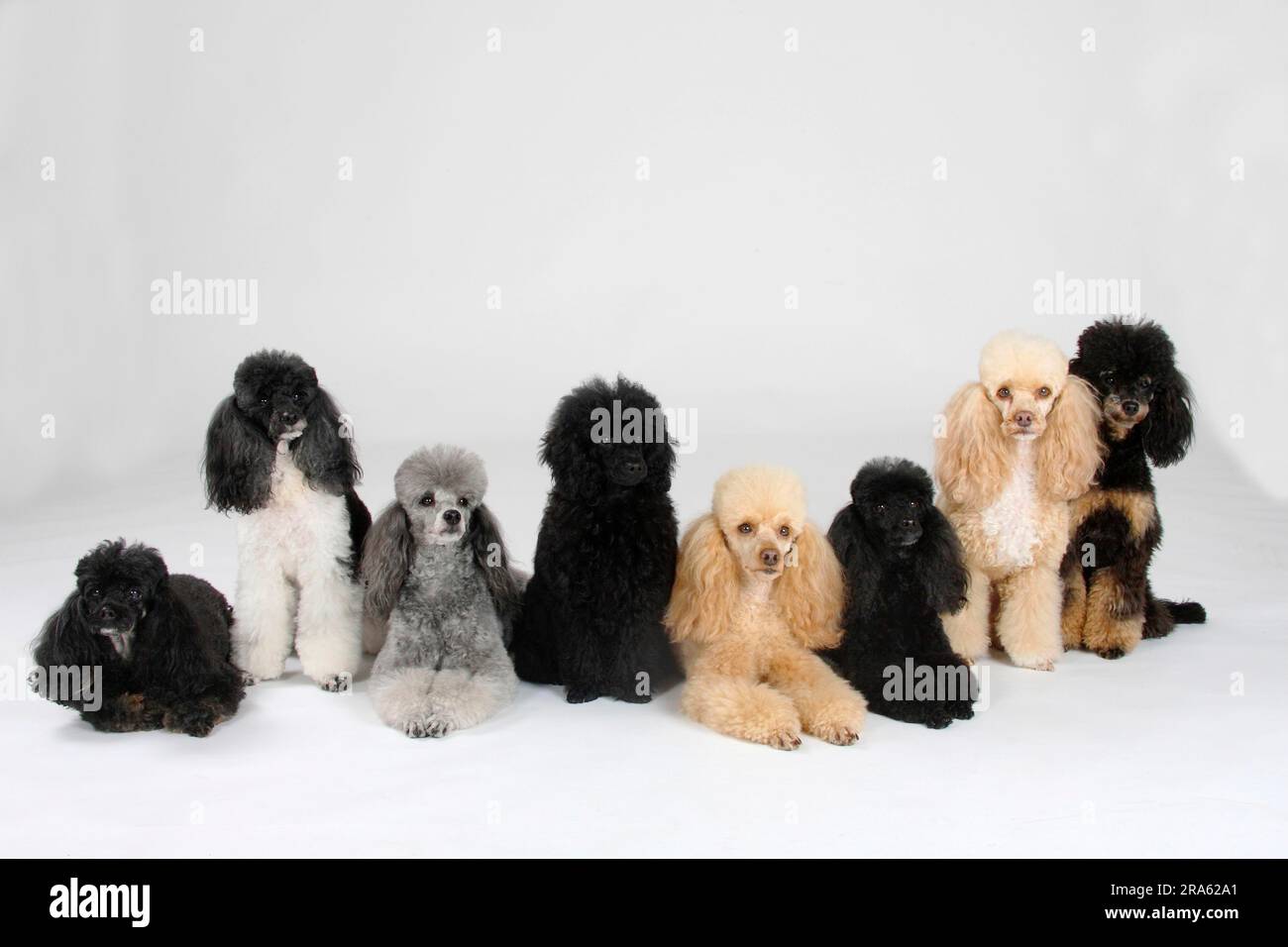 Dark apricot poodle deals