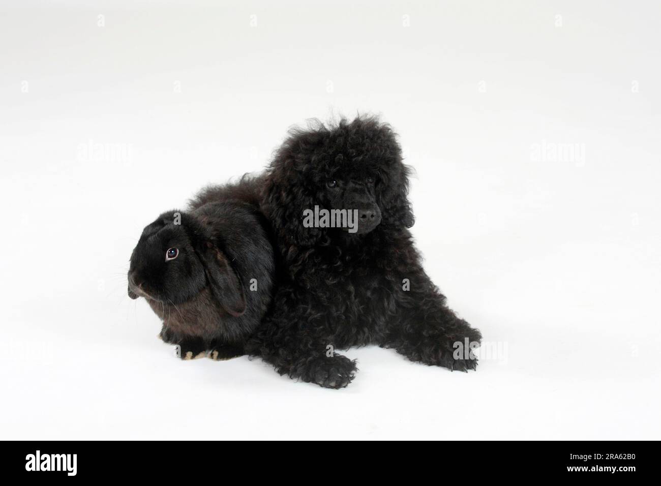 Small poodle, puppy, 5 months, black, and Dutch dwarf ram, poodle ...