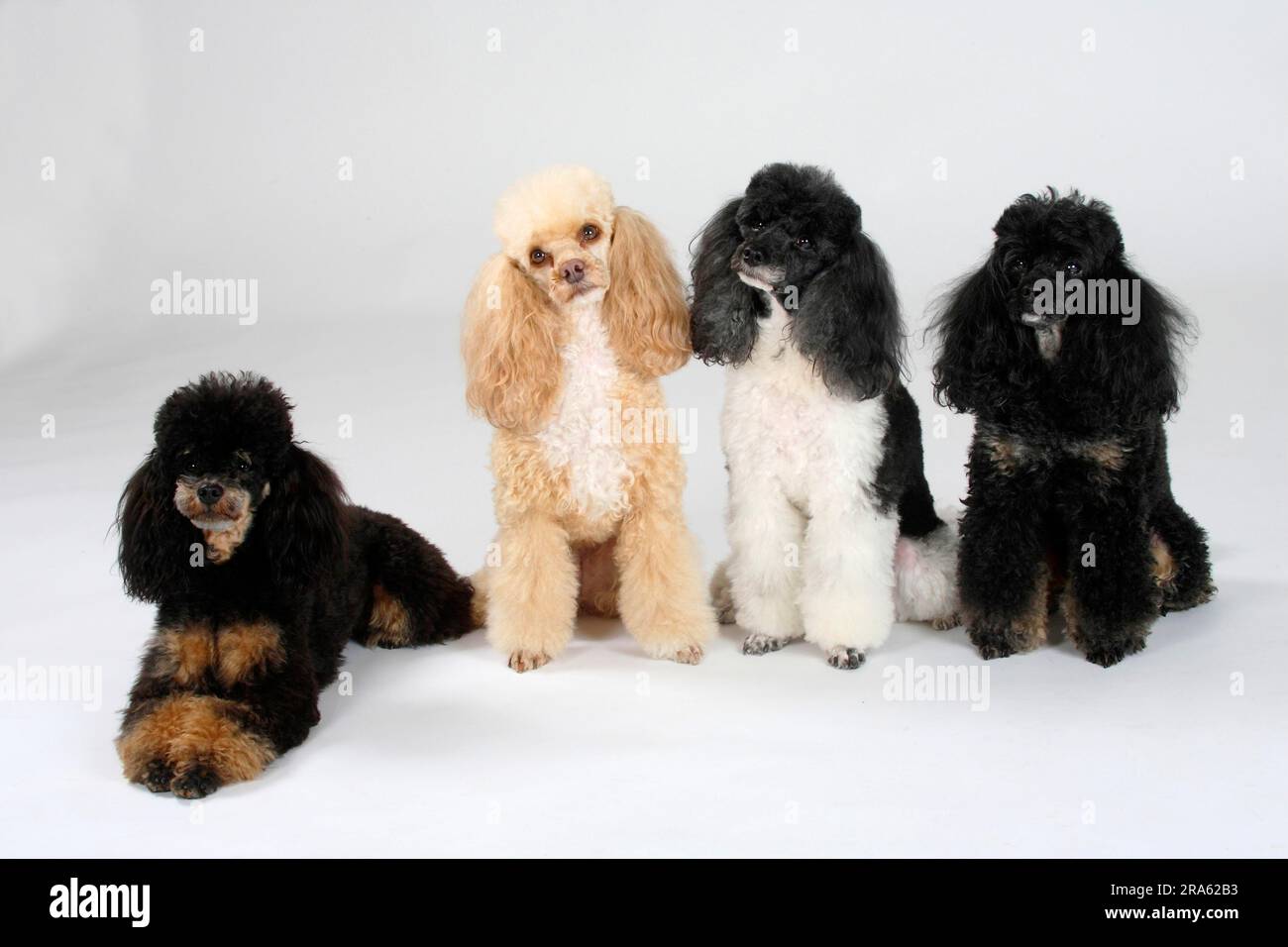 Miniature poodle, black-and-tan, harlquin and apricot-white Stock Photo