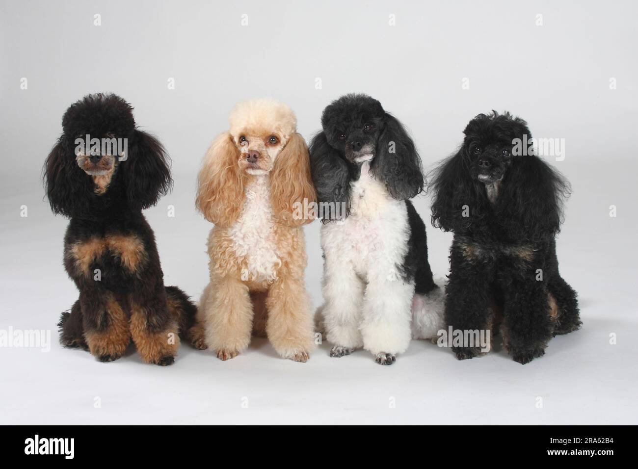 Miniature poodle, black-and-tan, harlquin and apricot-white Stock Photo
