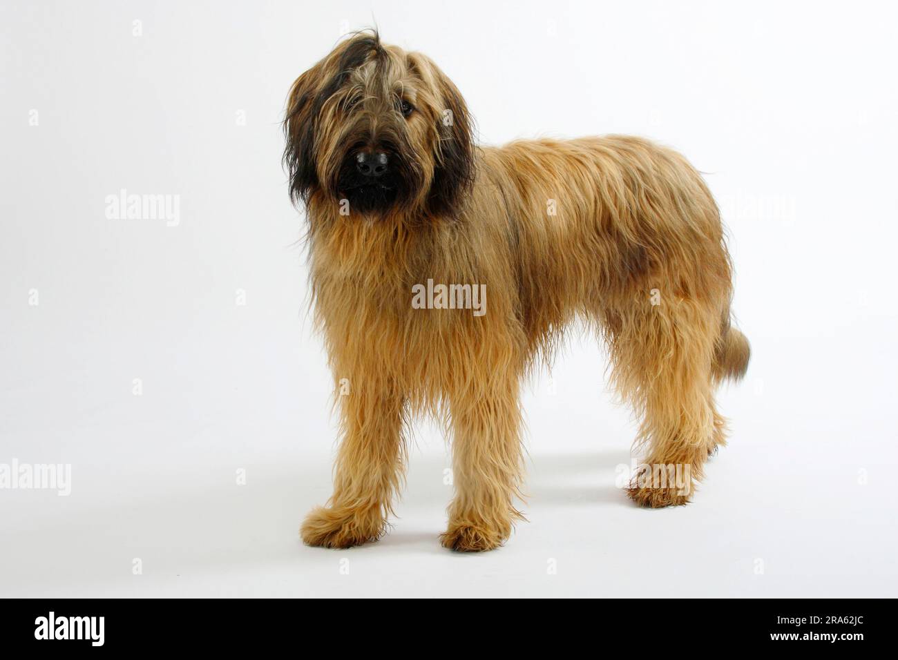 Berger de briard 2025