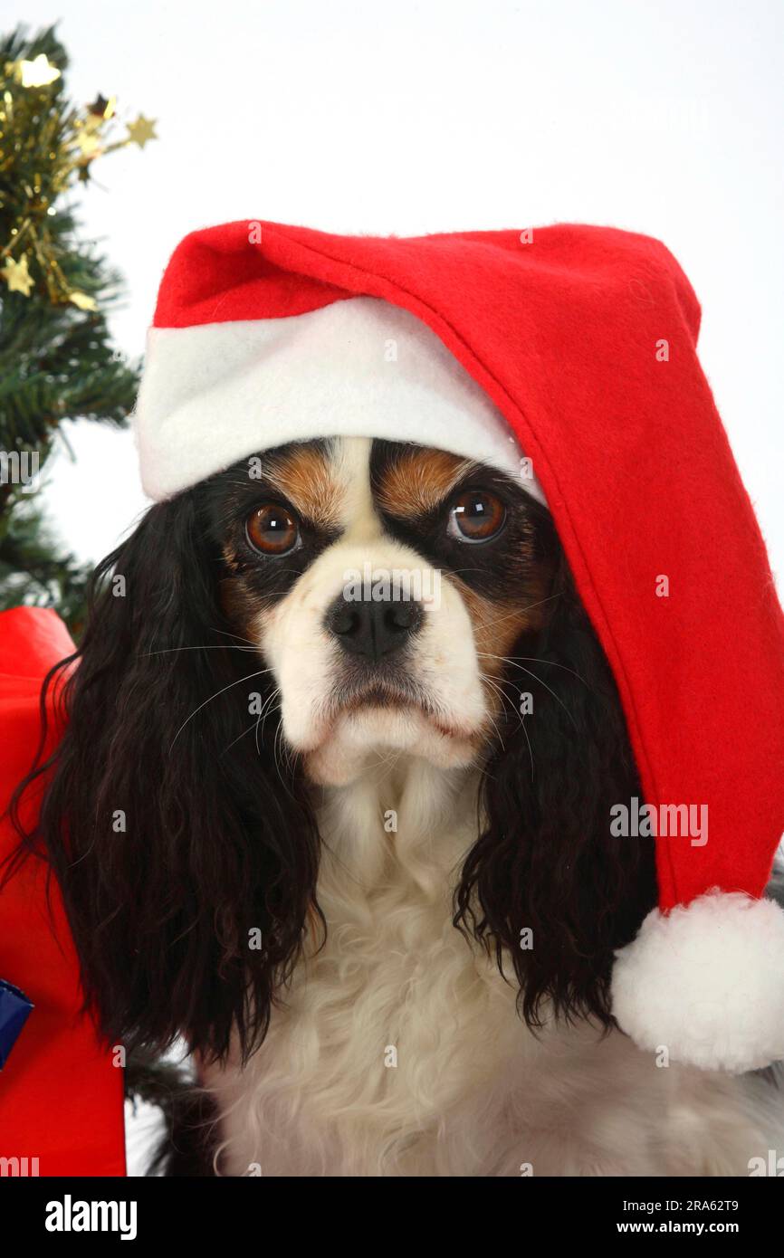Cavalier King Charles Spaniel Santa Hat Cavalier King Charles Spaniel Santa Hat