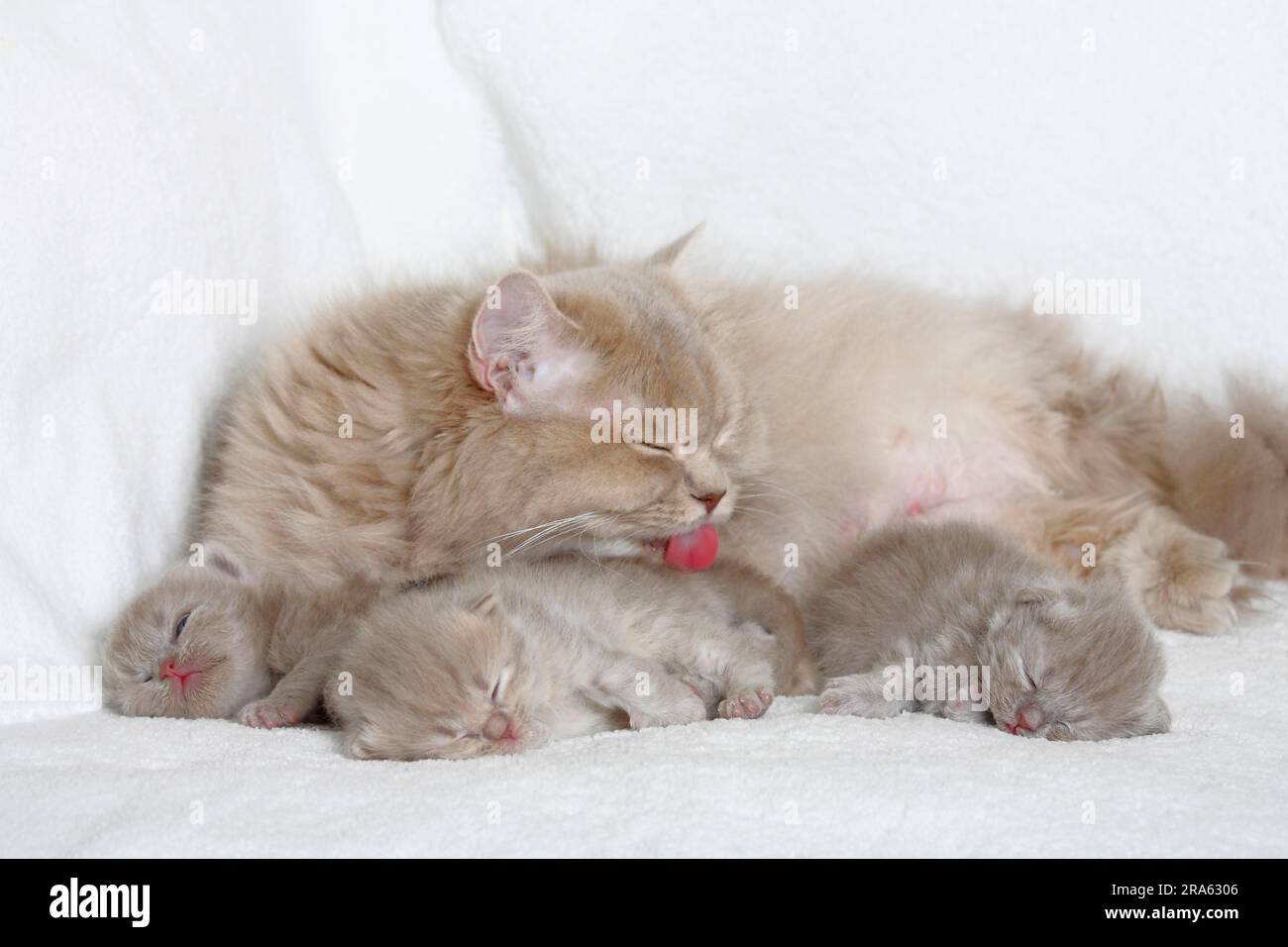 British longhair cat, lilac-tabby-macarell, and kitten, 18 days, Highlander, Lowlander, Britanica, BLH Stock Photo