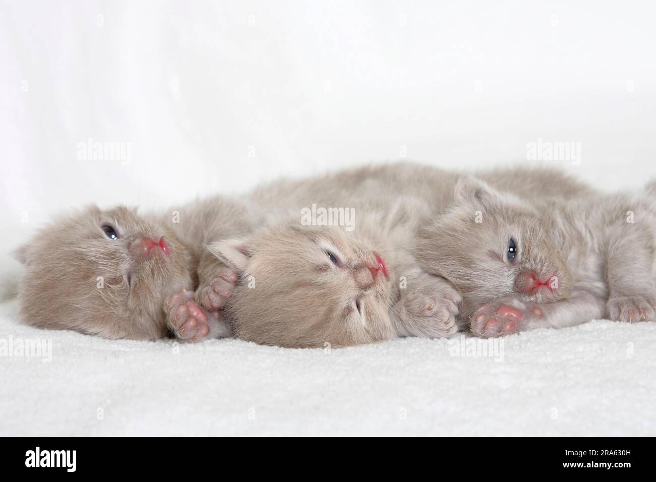 British Longhair Cats, Kitten, 18 days, British Longhair Cat, Highlander, Lowlander, Britanica, BLH Stock Photo