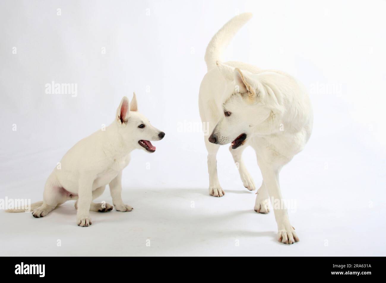 White Swiss Shepherd Dog Bitch And Puppy 10 Weeks White Swiss White Swiss Shepherd Dog Bitch And Puppy 10 Weeks White Swiss