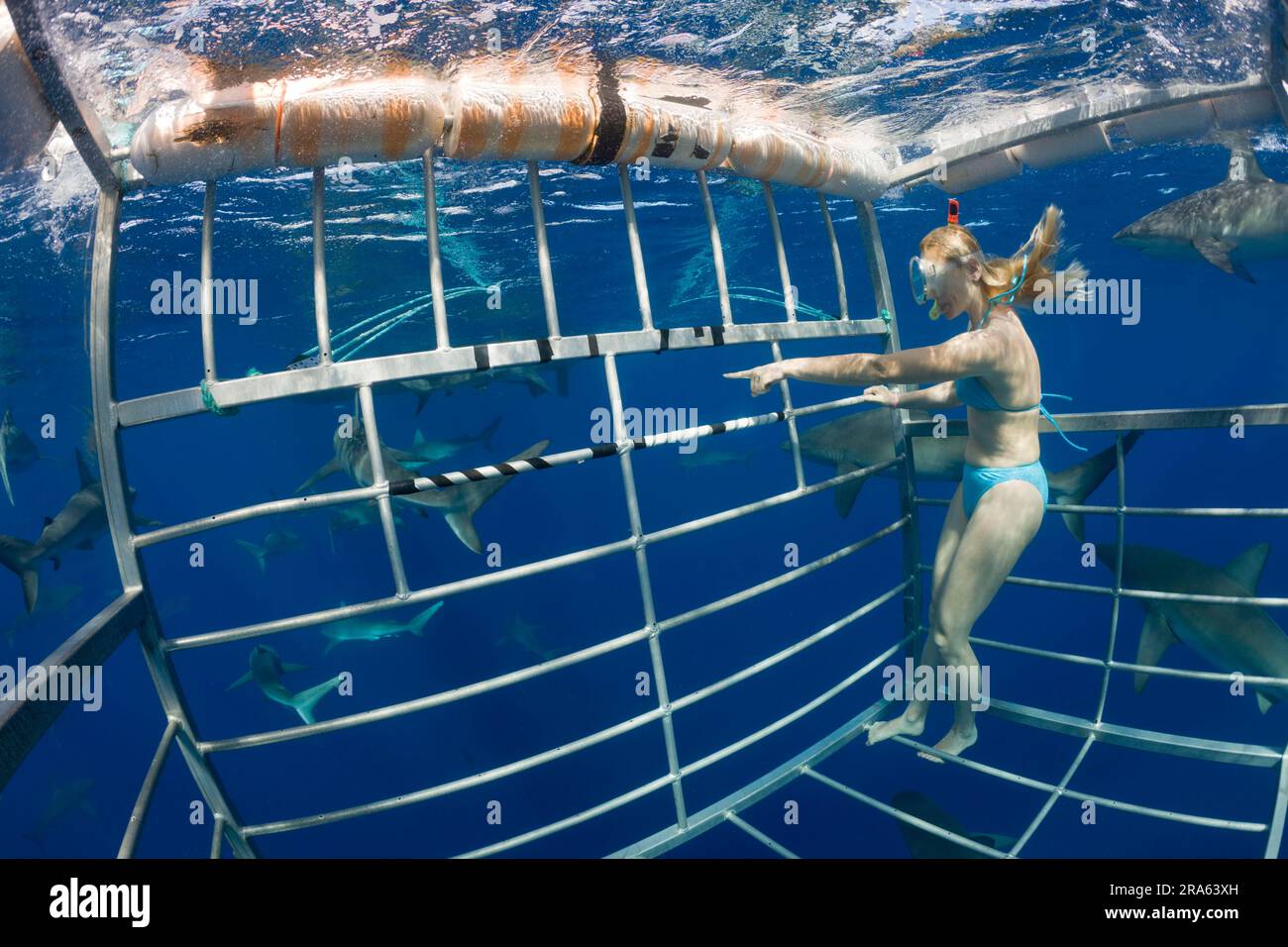 Woman in cage, cage diving with sharks, Oahu, Hawaii, O'ahu, USA Stock