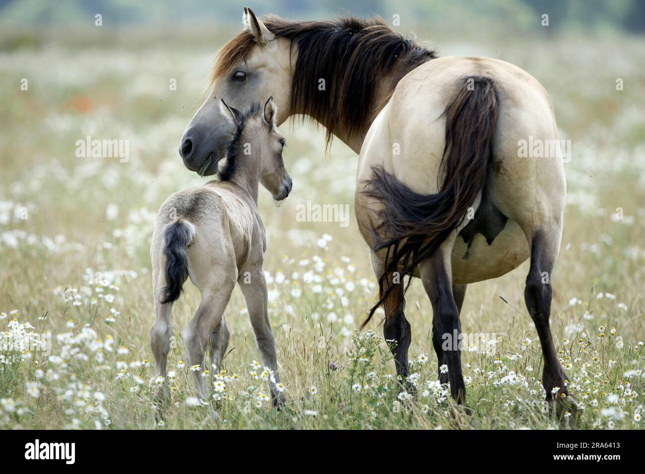 Foal with rear view of mare hi-res stock photography and images - Alamy