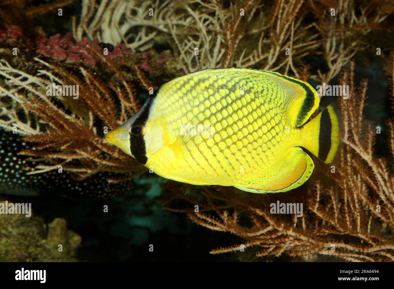 Large scale butterflyfish (Chaetodon rafflesi), lateral, detached Stock Photo