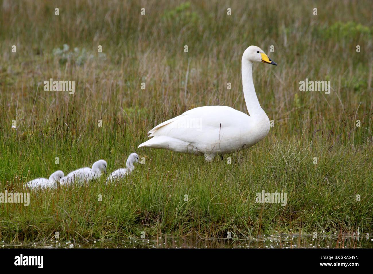 Whooper swan (Cygnus cygnus) with chicks, Iceland Stock Photo