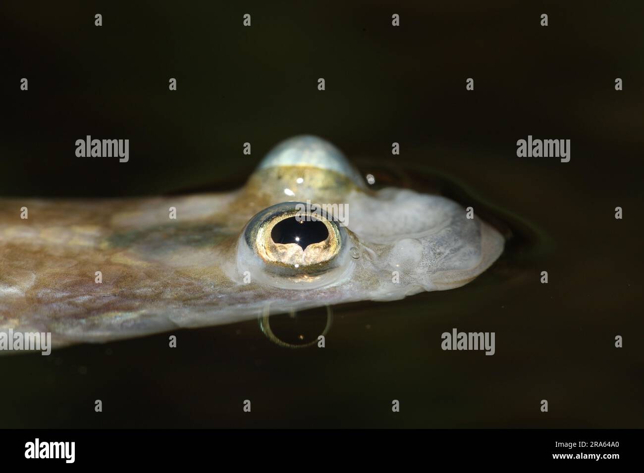 Four-eyed fish (Anableps anableps) Stock Photo