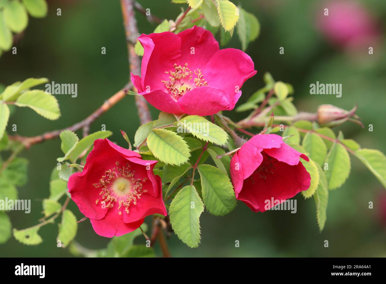 Mandarin rose (Rosa moyesii) Stock Photo