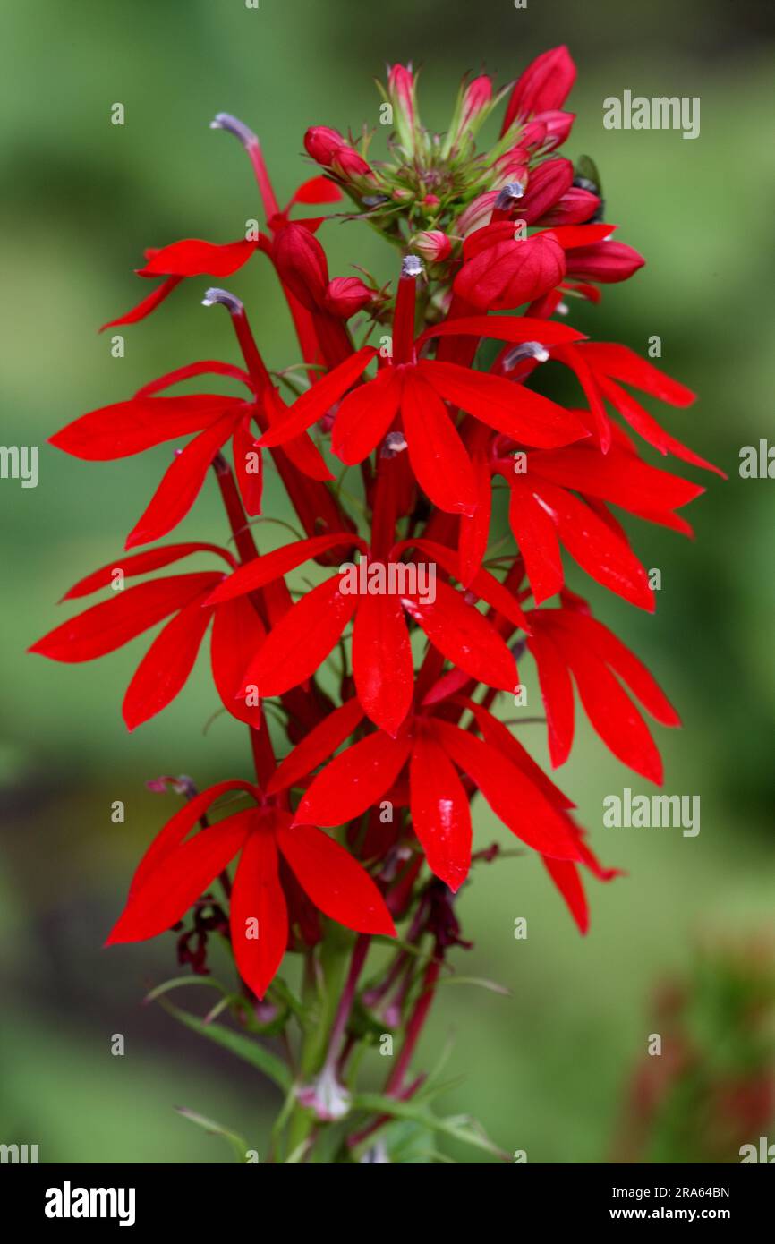 Scarlet Lobelia (Lobelia fulgens Stock Photo - Alamy