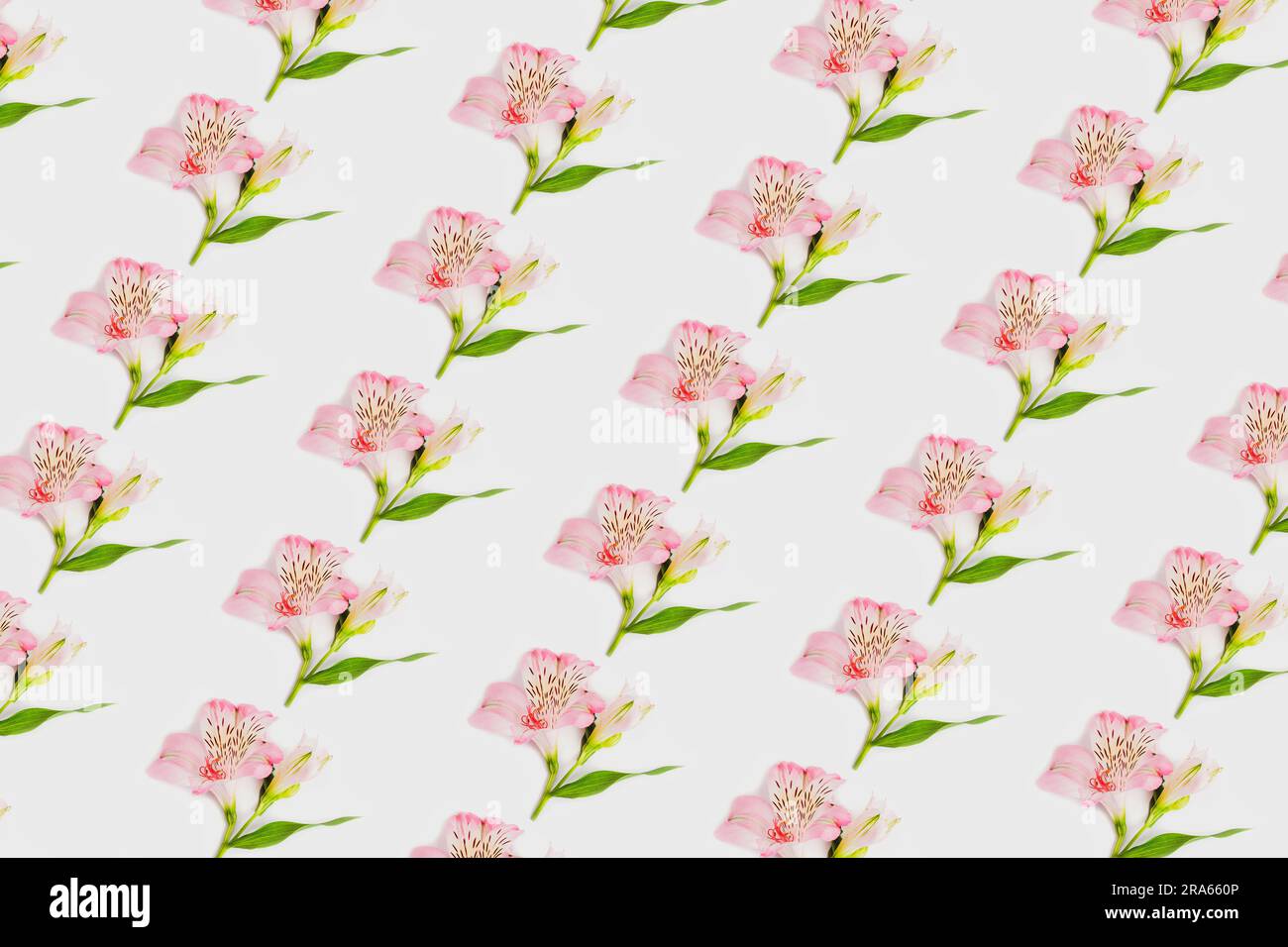 Pattern of pink alstroemeria flower on white background. Stock Photo