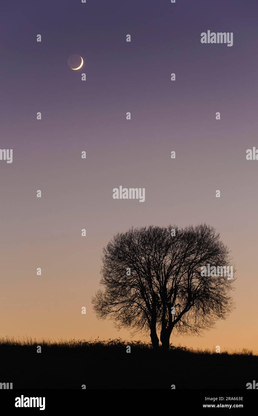 Deciduous tree, crescent moon, Weserbergland, Lower Saxony, Germany Stock Photo