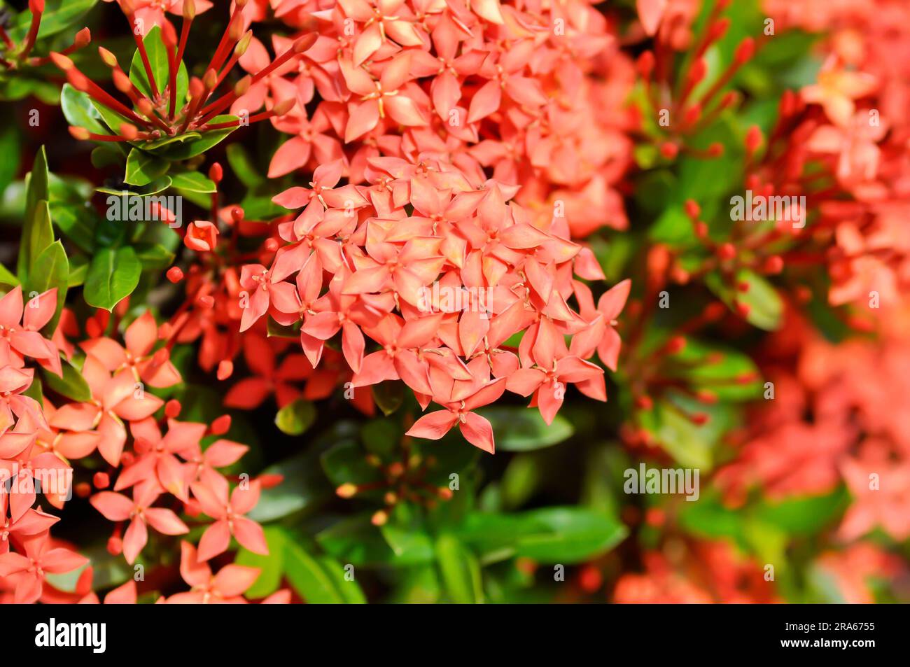 Ixora chinensis Lamk, Ixora spp or Zephyranthes or West Indian Jasmine or red flower Stock Photo