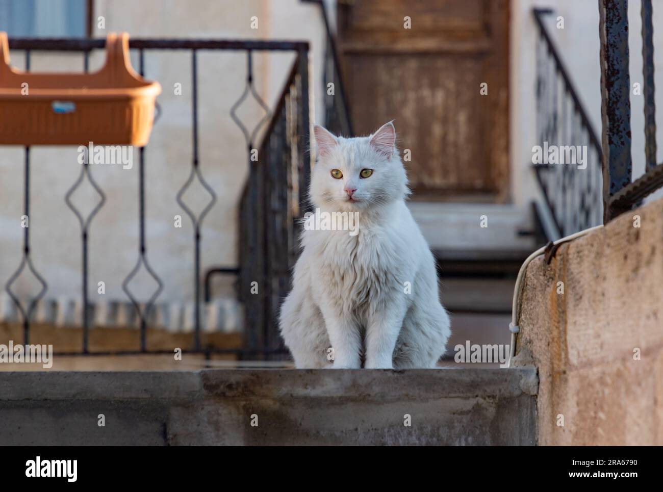A picture of a white Turkish Angora cat sitting atop some stairs. Stock Photo