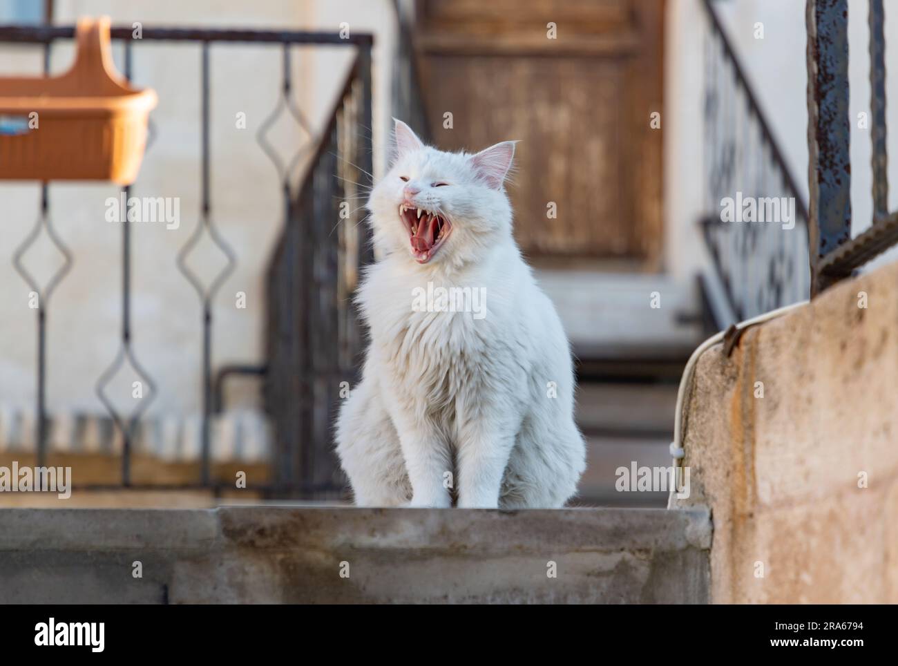 A picture of a white Turkish Angora cat yawning atop some stairs. Stock Photo