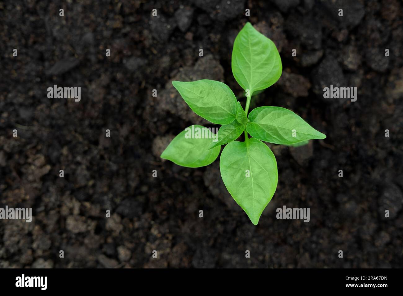 Young green pepper plant growing in a black fertility soil. Top view, overhead. Vegetable seedling is in the fertile dirt. Gardening mock up. Farm moc Stock Photo