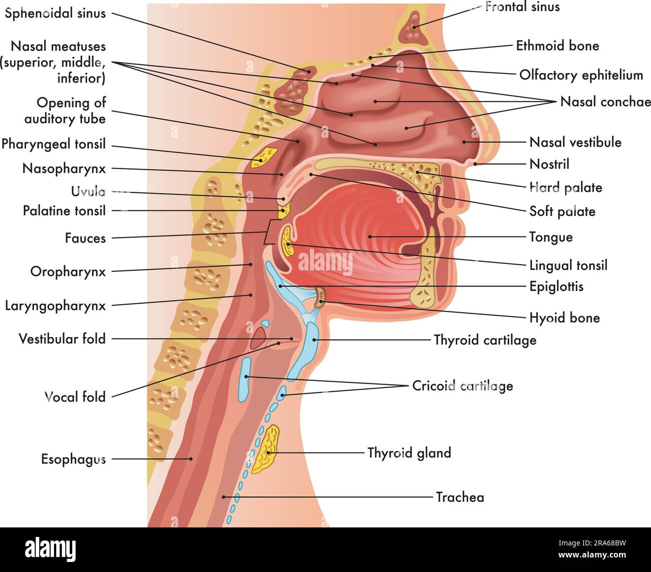 Medical diagram of anatomy of nose, mouth, larynx, and pharynx, with annotations. Stock Vector