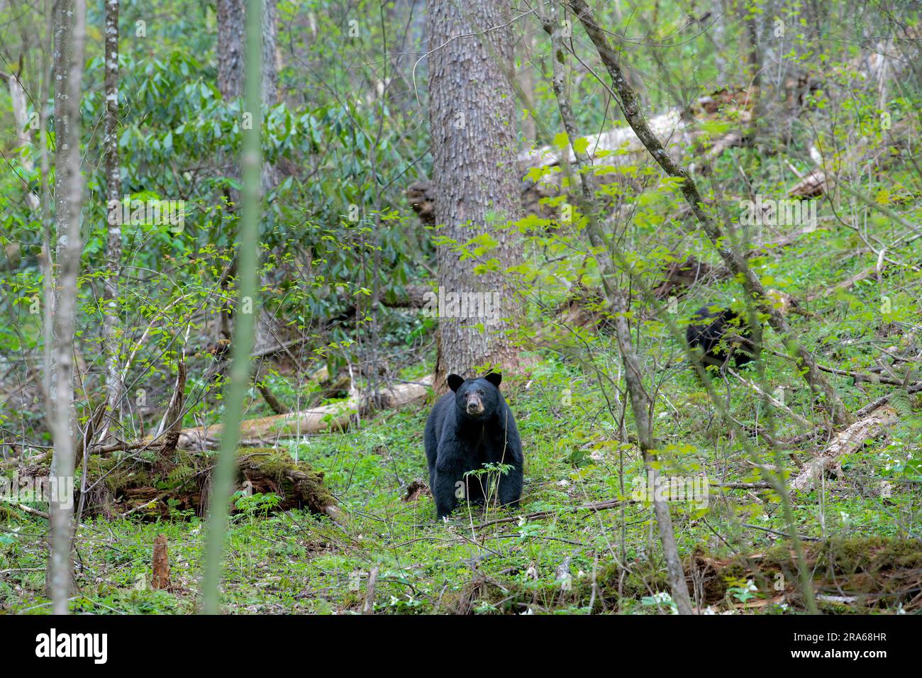 Black bear (Ursus americanus). Great Smoky Mountains National Park