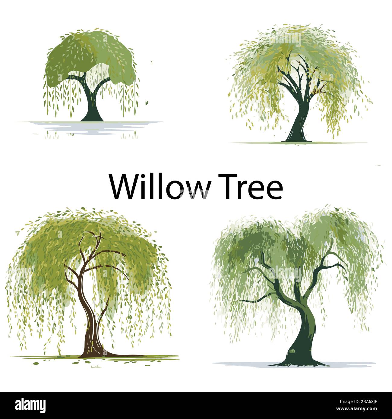 Willow tree vector vectors hi-res stock photography and images - Alamy